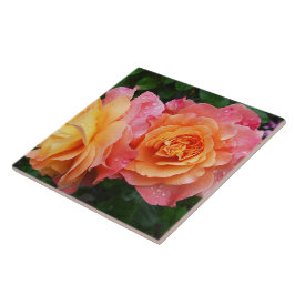 美しいピンクとオレンジのバラ写真 タイル