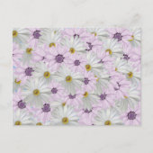 美しいピンクと白のデイジーフローラはがき ポストカード (正面)