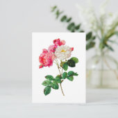 美しいピンクと白のバラby Redoute ポストカード (スタンド正面)