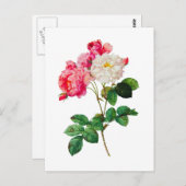 美しいピンクと白のバラby Redoute ポストカード (正面/裏面)