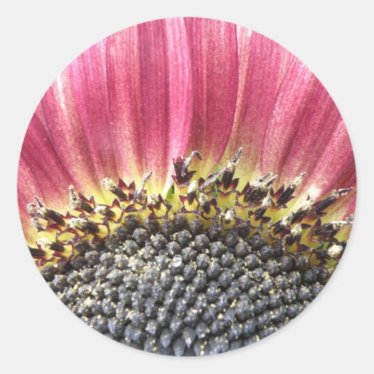 美しいピンクのひまわりシール ラウンドシール (正面)