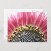美しいピンクのひまわり葉書 ポストカード (正面/裏面)