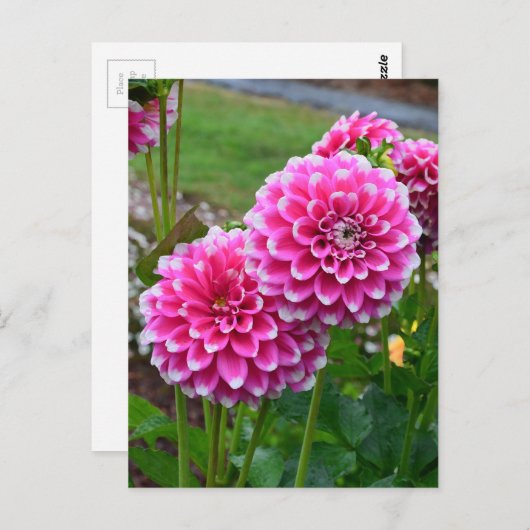 美しいピンクのダリアでフル開花 ポストカード (正面/裏面)