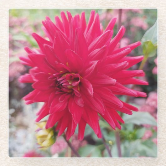 美しいピンクのダリアの花 ガラスコースター (正面)