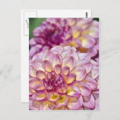美しいピンクのダリア花 ポストカード (正面/裏面)