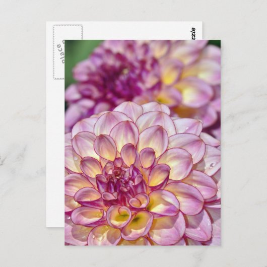 美しいピンクのダリア花 ポストカード (正面/裏面)