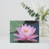 美しいピンクのハスの花のポストカード ポストカード (スタンド正面)