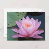 美しいピンクのハスの花のポストカード ポストカード (正面/裏面)