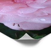 . .美しいピンクのバラに雨の滴を降らせる詩 ポスター (角)