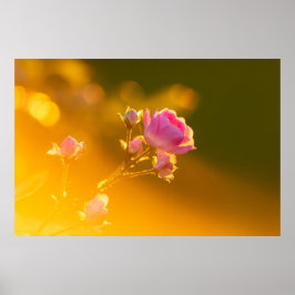 美しいピンクのバラの夕焼けロマンス ポスター