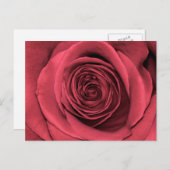 美しいピンクのバラの花のフローラ写真 ポストカード (正面/裏面)