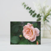美しいピンクのバラの花葉書 ポストカード (スタンド正面)