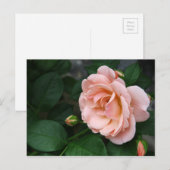 美しいピンクのバラの花葉書 ポストカード (正面/裏面)
