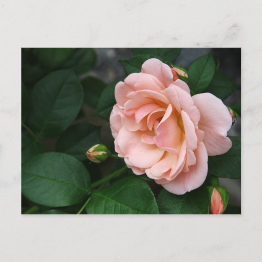 美しいピンクのバラの花葉書 ポストカード (正面)