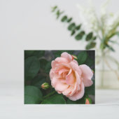 美しいピンクのバラの花葉書 ポストカード (スタンド正面)