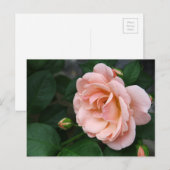 美しいピンクのバラの花葉書 ポストカード (正面/裏面)