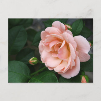 美しいピンクのバラの花葉書 ポストカード