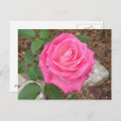 美しいピンクのバラの葉書 ポストカード (正面/裏面)