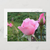美しいピンクのバラ付きの葉書 ポストカード (正面/裏面)