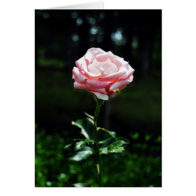 美しいピンクのバラ (正面)