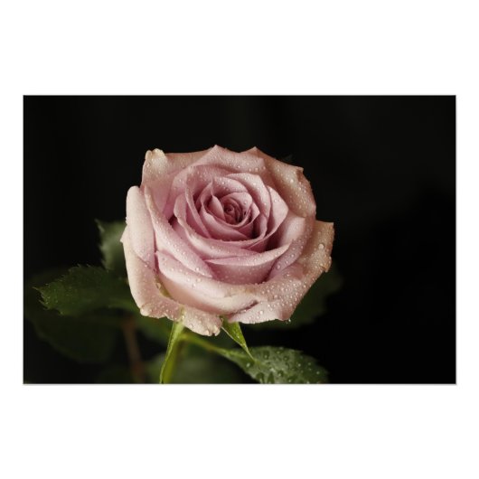 美しいピンクのバラ ポスター (正面)