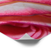 美しいピンクのバラ ポスター (角)