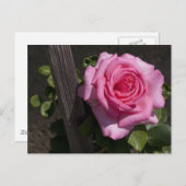美しいピンクのバラ ポストカード (正面/裏面)