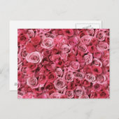 美しいピンクのバラ ポストカード (正面/裏面)