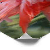 美しいピンクのフラミンゴのポスター。 ポスター (角)