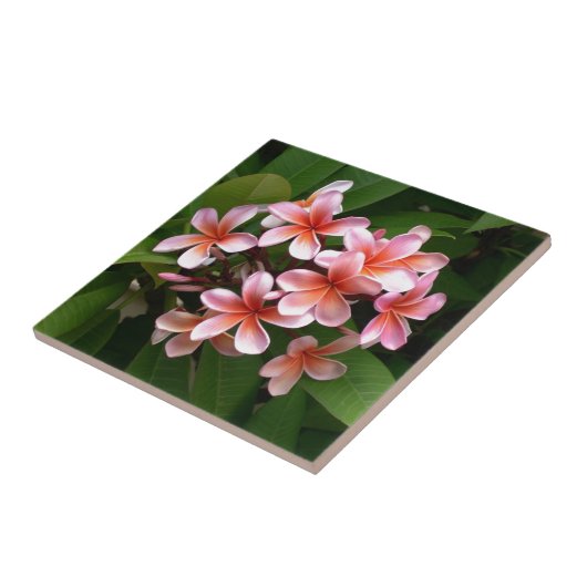 美しいピンクのプルメリアの花 タイル (側面)