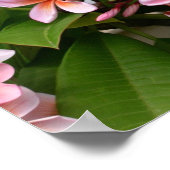 美しいピンクのプルメリア花 ポスター (角)