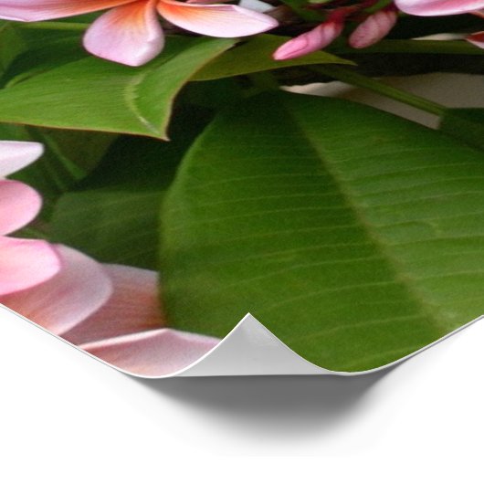 美しいピンクのプルメリア花 ポスター (角)