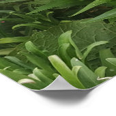 美しいピンクのペンステモンフラワーガーデンポスター ポスター (角)