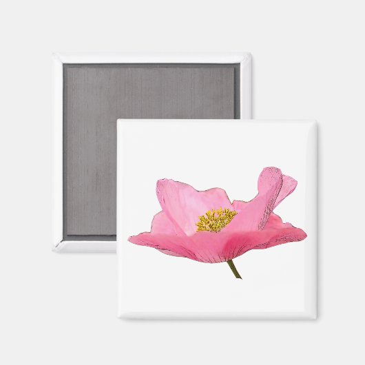 美しいピンクのポピーの写真クローズアップ マグネット (正面/裏面)