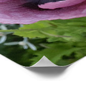 美しいピンクのポピー花園ポスター ポスター (角)