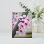 美しいピンクの桜の花 ポストカード (スタンド正面)