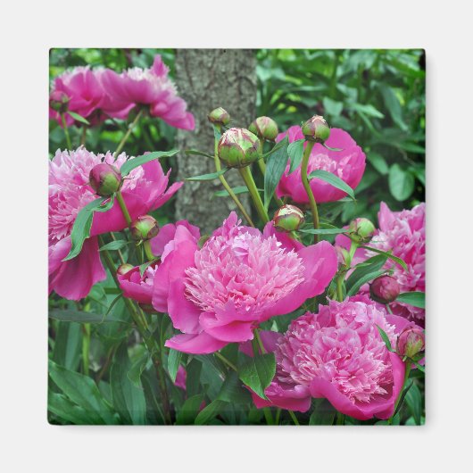 美しいピンクの牡丹の花 マグネット (正面)