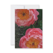 美しいピンクの牡丹2つ