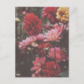 美しいピンクの秋の花 ファインアート写真 ポストカード (正面)