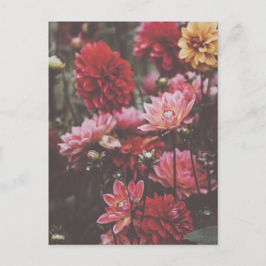 美しいピンクの秋の花 ファインアート写真 ポストカード (正面)