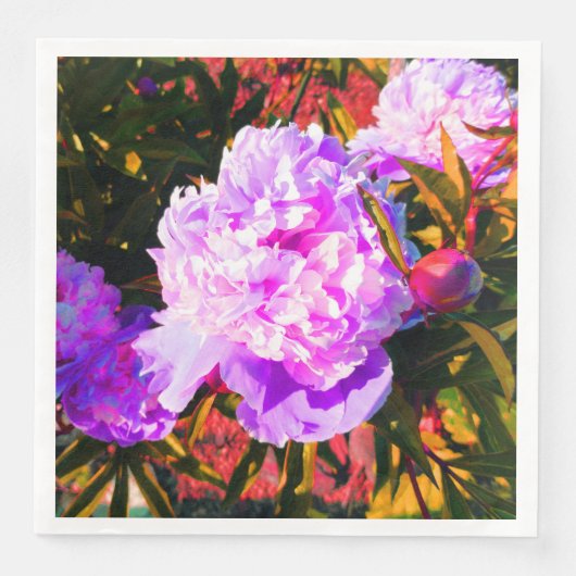 美しいピンクの芍薬 (正面)