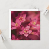 美しいピンクの花 カード (正面/裏面インサイチュ)