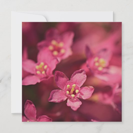 美しいピンクの花 カード (正面)