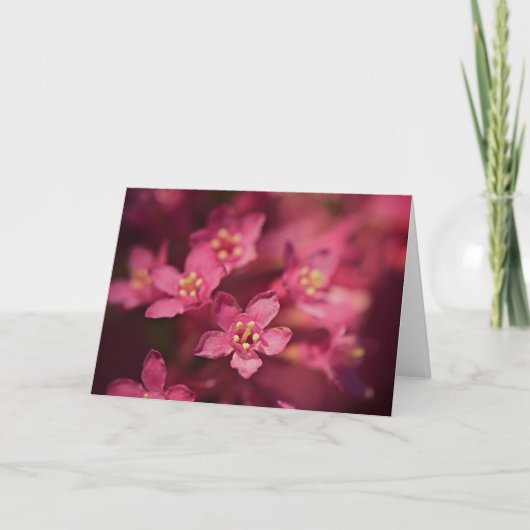 美しいピンクの花 カード (正面)