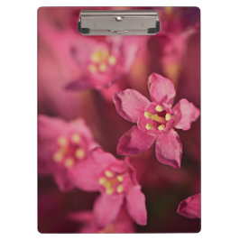 美しいピンクの花 クリップボード