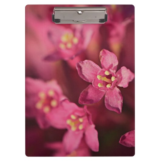美しいピンクの花 クリップボード (正面)