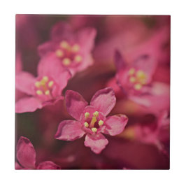 美しいピンクの花 タイル