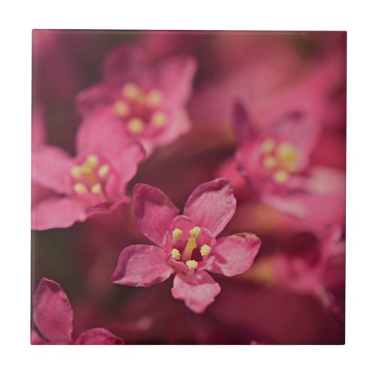 美しいピンクの花 タイル (正面)