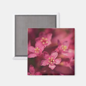 美しいピンクの花 マグネット (正面/裏面)