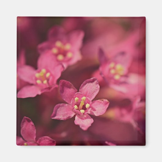 美しいピンクの花 マグネット (正面)